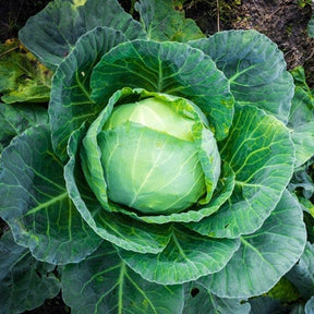 Fresh green cabbage head growing in soil from all season seeds for year-round vegetable gardening