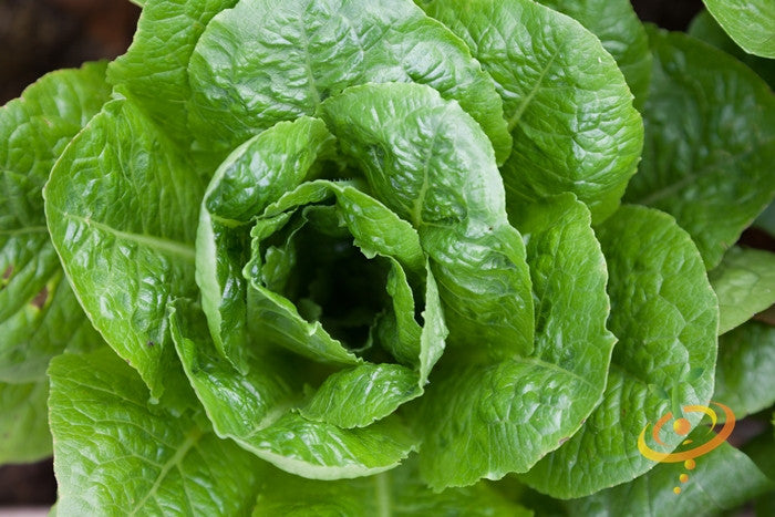 Lettuce - Winter Density.