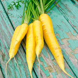 Carrot - Amarillo Yellow, 8" Long - SeedsNow.com