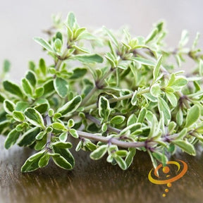 Close-up of fresh thyme herbs with small green leaves and woody stems on a wooden surface
