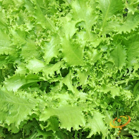 Green curled Ruffec endive plant with vibrant leafy fronds, grown from SeedsNow green endive seeds.