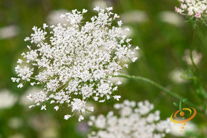 Yarrow.