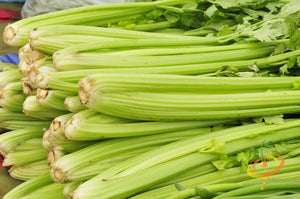 Celery - Tall Utah 52-70.