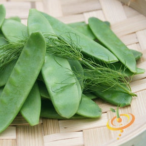 Oregon Giant snow pea plant with lush green vines and pea pods, grown from SeedsNow Pea (Snow) - Oregon Giant seeds.