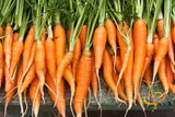 Carrot - Autumn King, 10" Long.