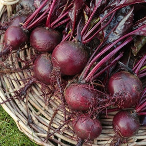 Freshly harvested Bulls Blood beets with deep red roots and burgundy foliage on a wicker basket