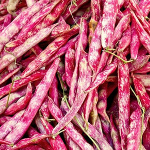 Bean, Bush - Borlotti - SeedsNow.com