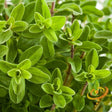 Marjoram, Sweet - SeedsNow.com