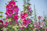 Flowers - Hollyhock, Indian Spring Mix - SeedsNow.com