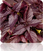 Basil - Red 'Velvet' Leaf.