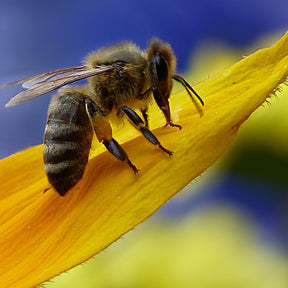 Wildflower mix by SeedsNow featuring bee-friendly wildflowers in a colorful garden seed scatter.