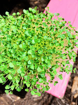 Sprouts/Microgreens - Chia - SeedsNow.com