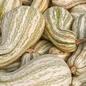 Green striped Cushaw winter squash seeds from SeedsNow, showing close-up of seed packet and colorful seed illustration.