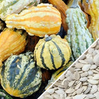 Close-up of assorted small gourds with various shapes and colors alongside gourd mixed seeds
