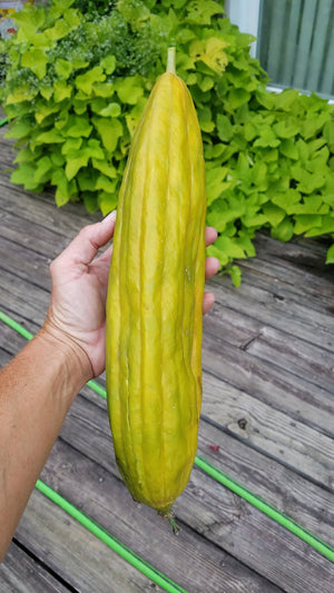 Gourd - Luffa - SeedsNow.com