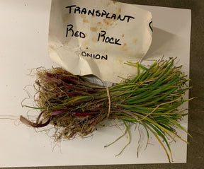 Red rock onion transplant from SeedsNow-Bulb-Onion, showing healthy red onion transplants ready for planting in the garden.