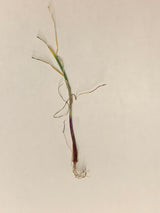 Onion (Transplants) - Rock, Red (Intermediate Day) - SeedsNow.com