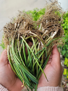 Healthy leek transplants with OG American Flag branding, ready for planting in vegetable gardens.