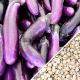 Eggplant - Long Purple Italian.