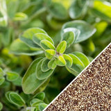 Oregano - Greek.