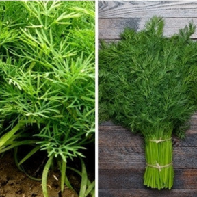 Dill bouquet seeds by SeedsNow, fresh and vibrant, ideal for planting in herb gardens or kitchen windowsills.