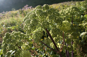 Angelica (Wild Celery / Holy Ghost) - SeedsNow.com