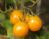 Tomato - Egg (Indeterminate) - SeedsNow.com