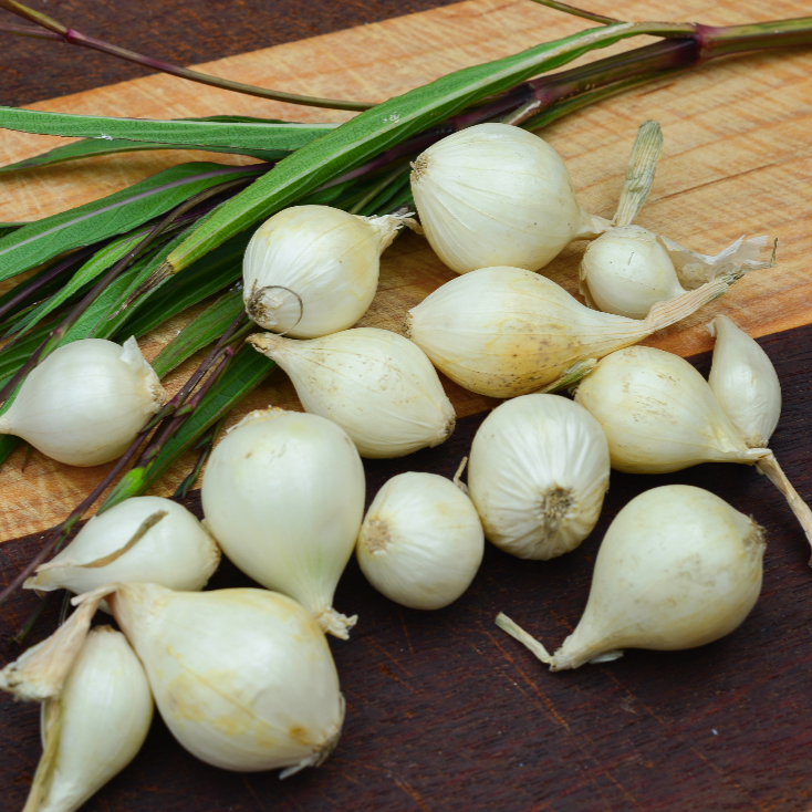 White Ebenezer onion sets from SeedsNow-Bulb-Onion, showing healthy onion bulbs ready for planting.