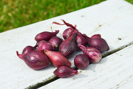 Red Wethersfield onion sets from SeedsNow-Bulb-Onion, showing small, healthy onion bulbs ready for planting.