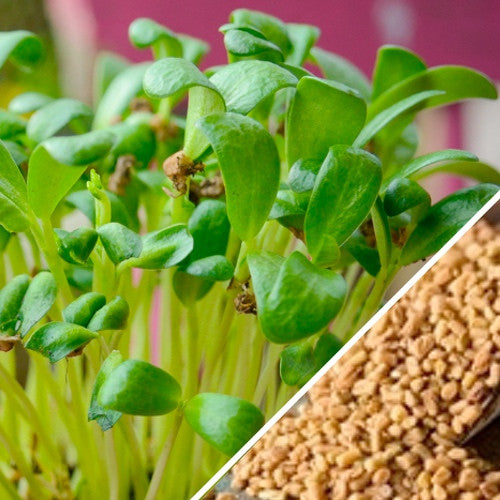 Sprouts/Microgreens - Fenugreek - SeedsNow.com