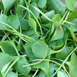 Sprouts/Microgreens - Cress.