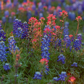 Lupine Texas Bluebonnet flower seeds from SeedsNow-Flowers, small packet showing vibrant blue flower seeds for planting.