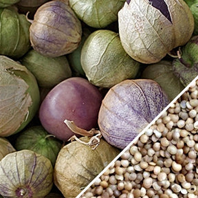 Large, vibrant tomatillo plant with green fruit and healthy leaves, showcasing SeedsNow classic tomatillo seeds.