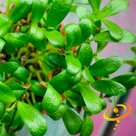 Sprouts/Microgreens - Fenugreek - SeedsNow.com