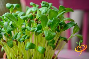 Sprouts/Microgreens - Fenugreek - SeedsNow.com