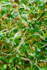 Sprouts/Microgreens - Alfalfa.