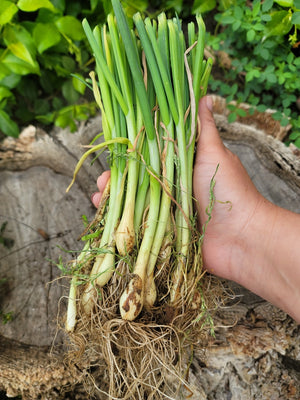 Onion (Transplants) - OG Sweet Spanish, Yellow (Long Day) - SeedsNow.com