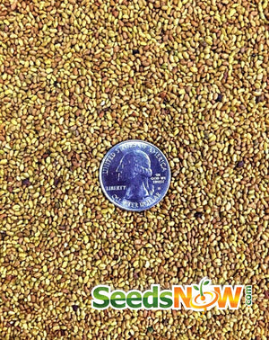 Sprouts/Microgreens - Alfalfa.