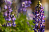 Flowers - Lupine, Arroyo - SeedsNow.com