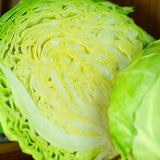 Cabbage - Brunswick - SeedsNow.com