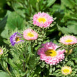 Flowers - Aster, Crego Mix - SeedsNow.com