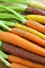 Carrot - Heritage Rainbow Blend - SeedsNow.com