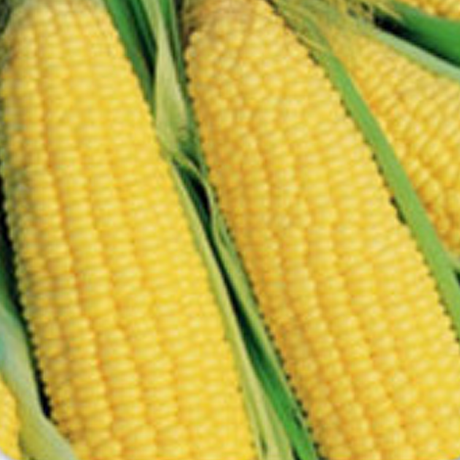 Corn - Trucker's Favorite (Organic) - SeedsNow.com