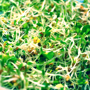Fresh radish microgreens from SeedsNow, showing vibrant green sprouts with white daikon radish seeds on a neutral background.