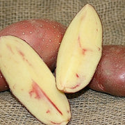 Potato, Fingerling (Late-Season) - French Classic - SeedsNow.com