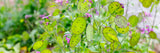 Flowers - Lunaria Silver Dollar (Money Plant) - SeedsNow.com