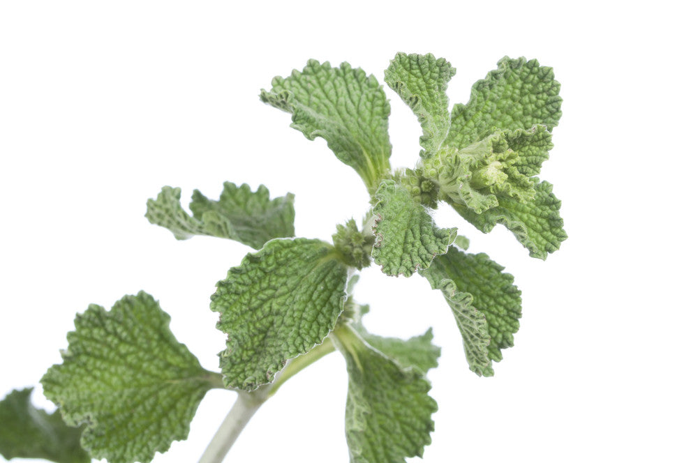 Horehound.