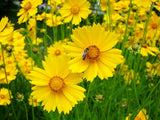 Flowers - Coreopsis, Lanceleaf - SeedsNow.com