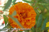 Marigold - Crackerjack Mix.