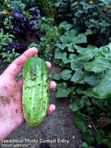 Cucumber - National Pickling.